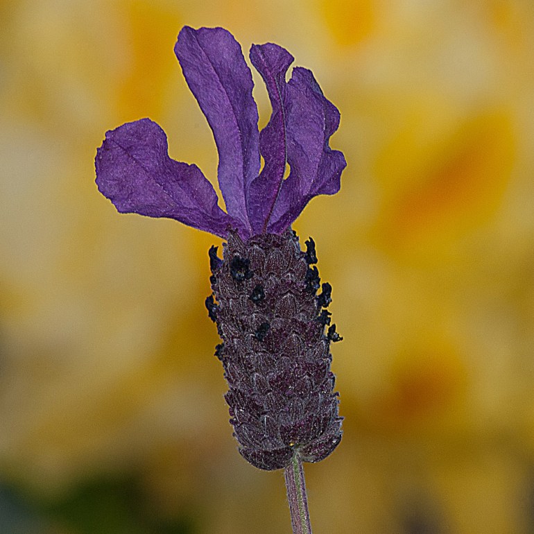 2 Quote A Flower Daily - Purple Lavender on Yellow Background