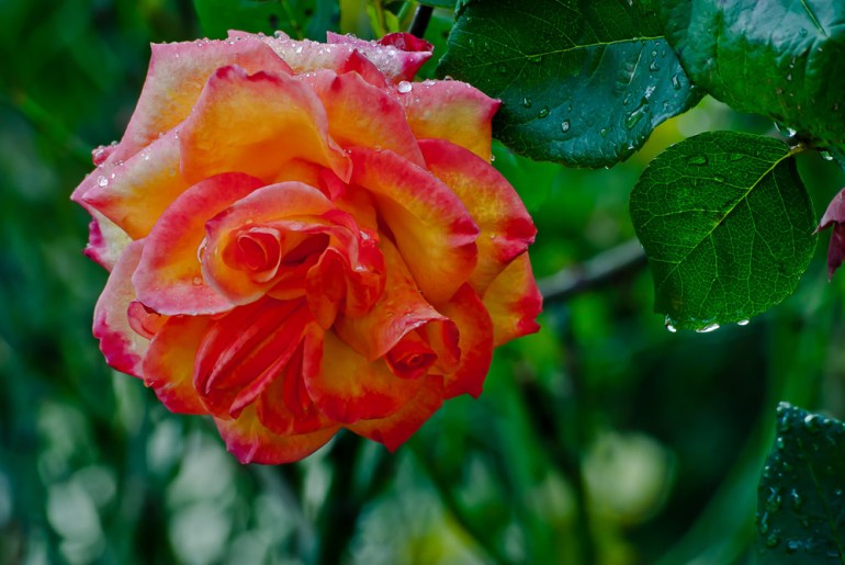 2 Quote A Flower Daily - Red and Yellow Rose