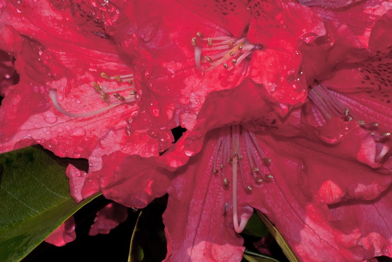 2 Quote A Flower - Red Rhododendron