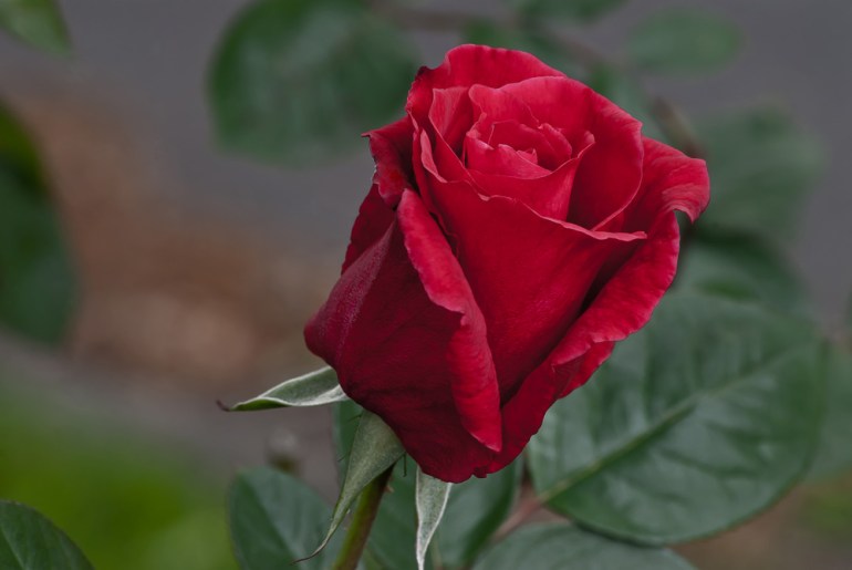 2 Quote A Flower Daily - Red Rose Bud