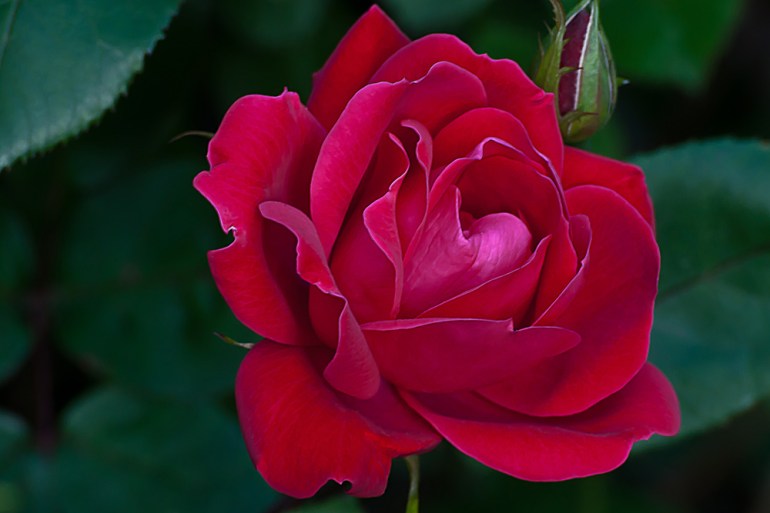 2 Quote A Flower Daily - Red Rose, Rosa,