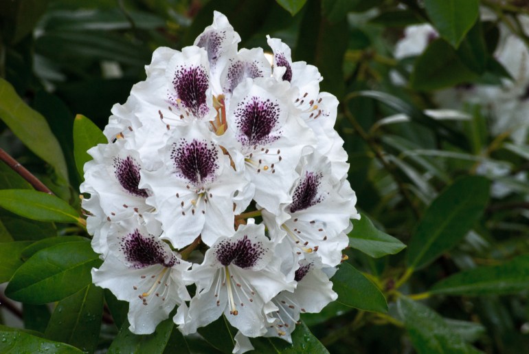 2 Quote A Flower Daily - Rhododendron Bunch