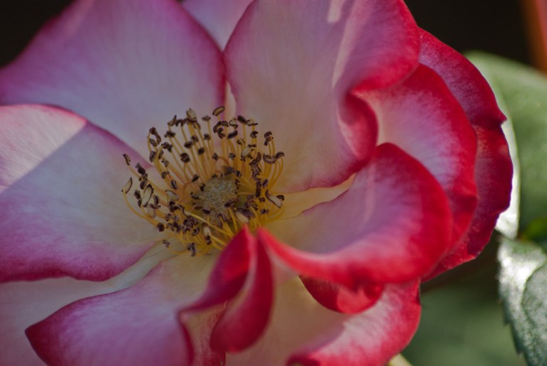 2 Quote A Flower Daily - Rose Macro