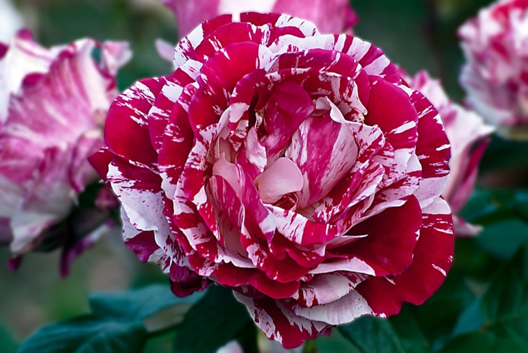 2 Quote A Flower Daily - Scentimental Rose Splender