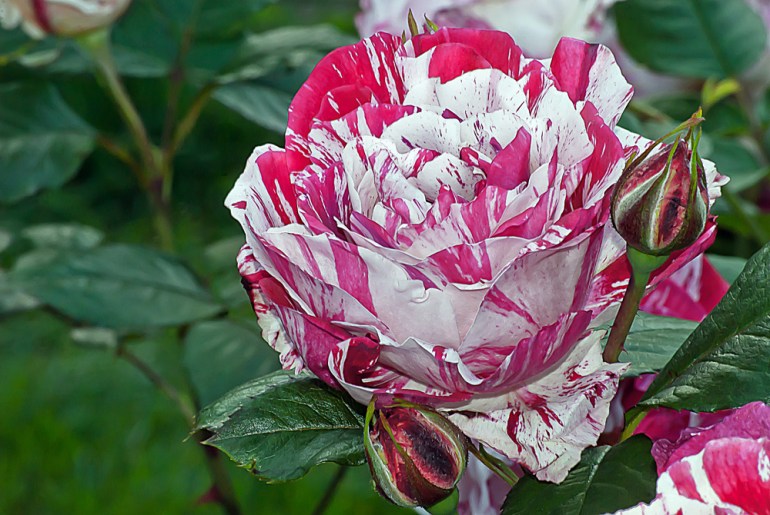 2 Quote A Flower Daily - Scentimental Rose