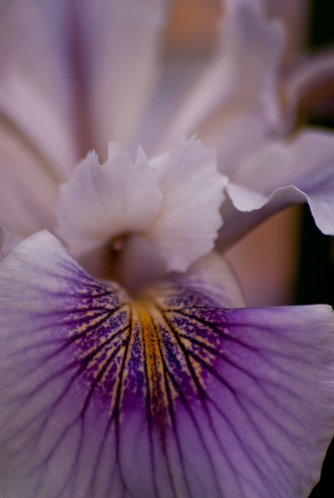 2 Quote A Flower Daily - Scorpirus Macro