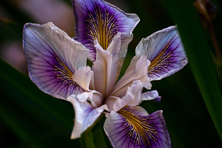 2 Quote A Flower Daily - Scorpirus