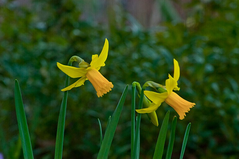 2 Quote A Flower - Two Jonquil