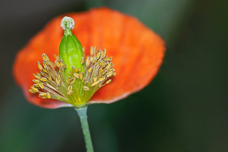 2 Quote A Flower Daily - Welsh Poppy
