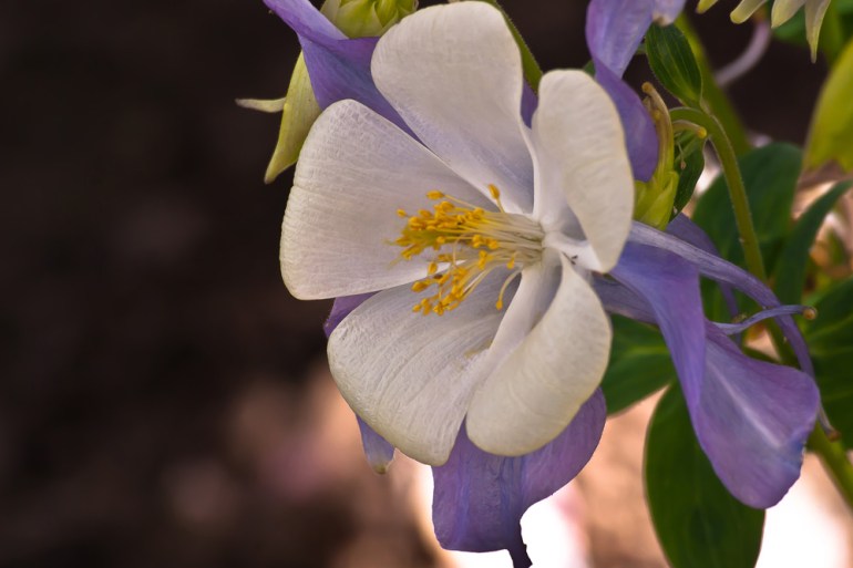 2 Quote A Flower Daily - White and Purple Columbine