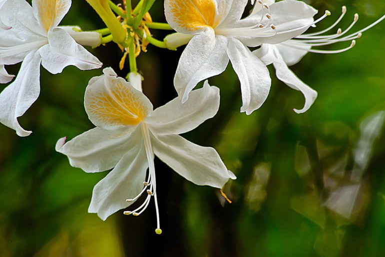 2 Quote A Flower Daily - White Azaleas 02