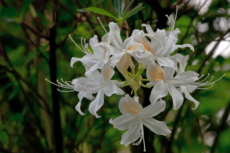 2 Quote A Flower Daily - White Azaleas 02