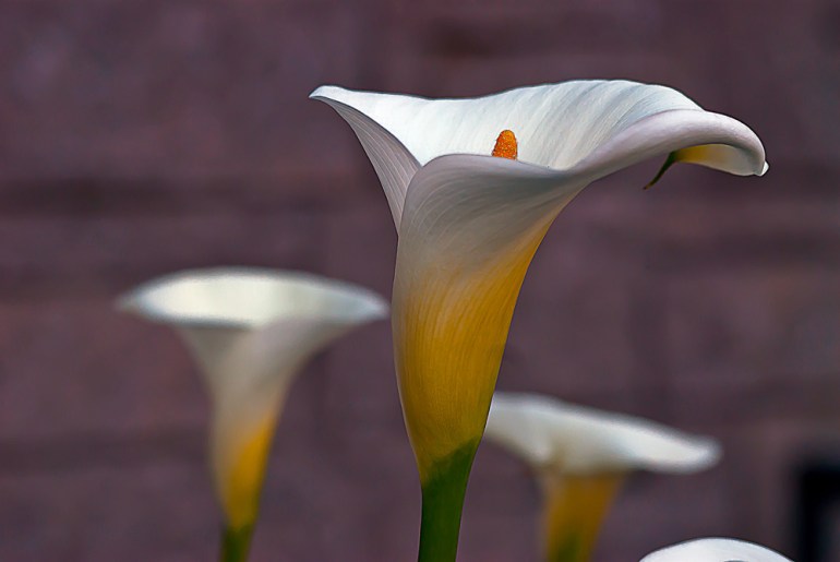2 Quote A Flower Daily - White Calla Lily