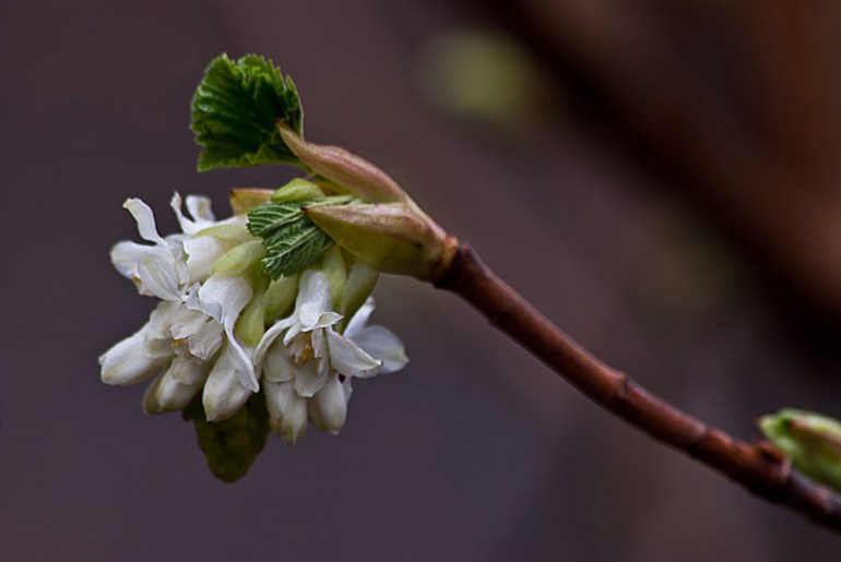 2 Quote A Flower Daily - White Currant