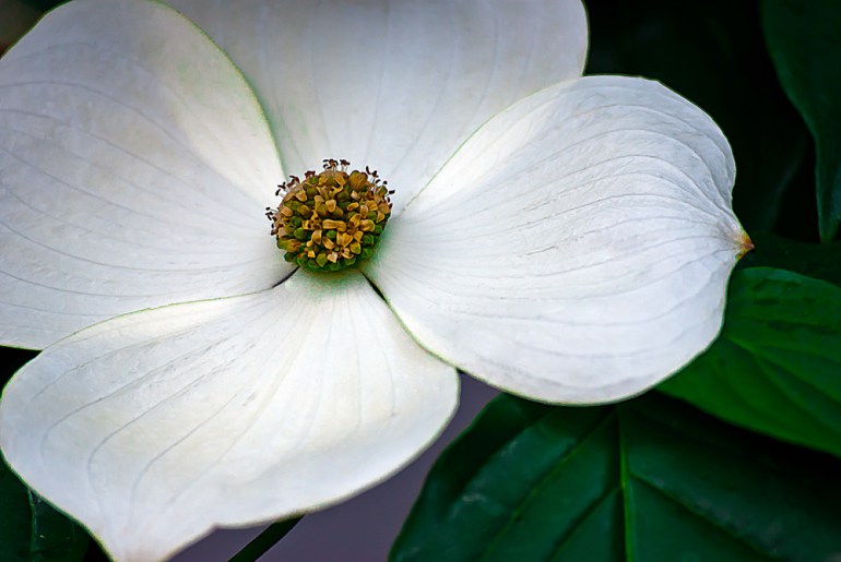 2 Quote A Flower Daily - White Dogwood