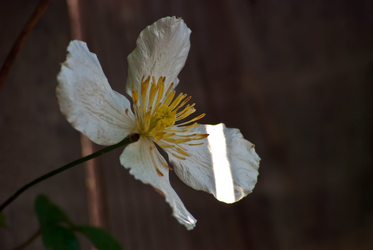 2 Quote A Flower Daily - White Flower Sun Stripe
