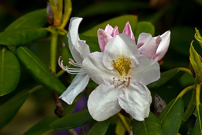 2 Quote A Flower Daily - White Rhododendron