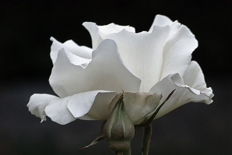 2 Quote A Flower Daily - White Simplicity Rose
