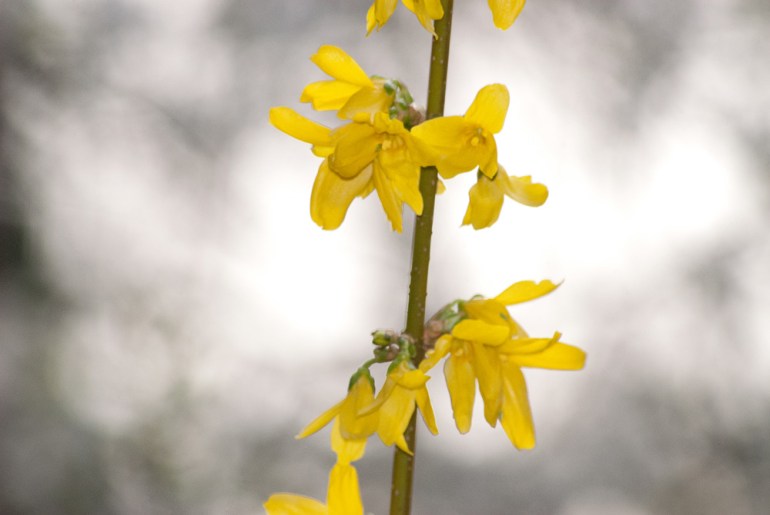 2 Quote A Flower Daily - Yellow