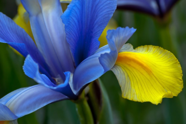 2 Quote A Flower Daily - Yellow and Blue Iris