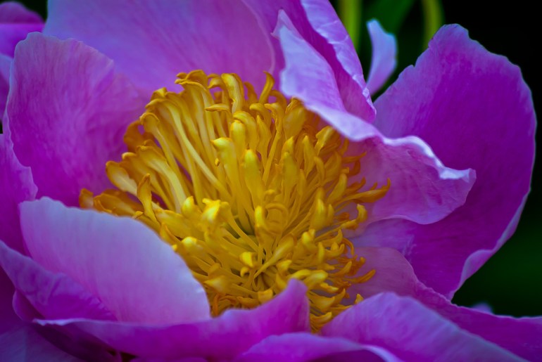 2 Quote A Flower - Yellow and Pink Peony