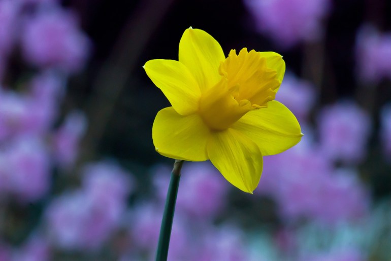 2 Quote A Flower Daily - Yellow and Purple