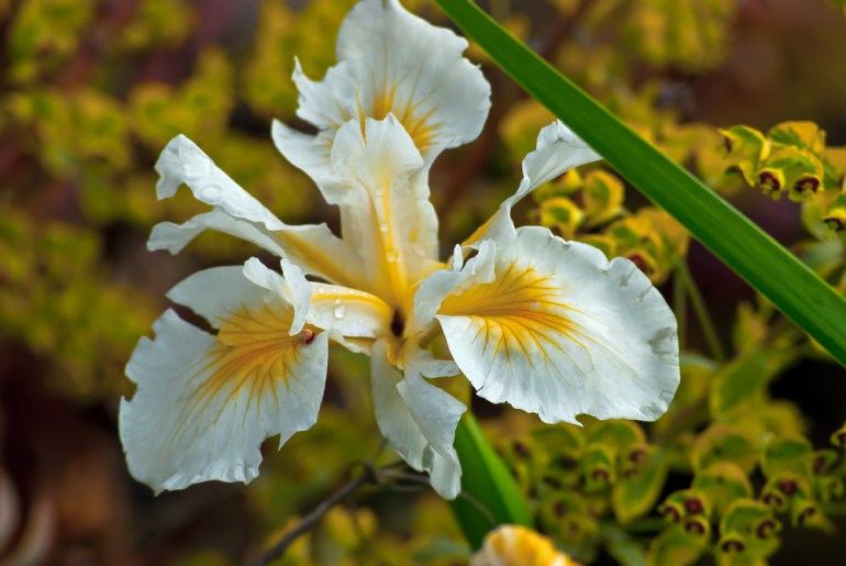 2 Quote A Flower Daily - Yellow and White Iris