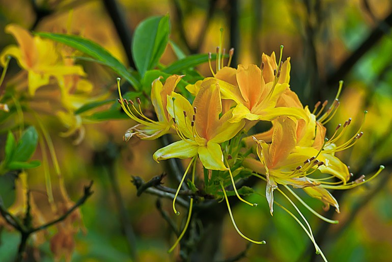 2 Quote A Flower Daily - Yellow Azaleas