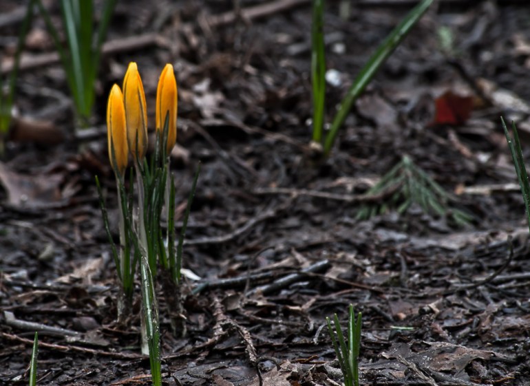 2 Quote A Flower - Yellow Crocus