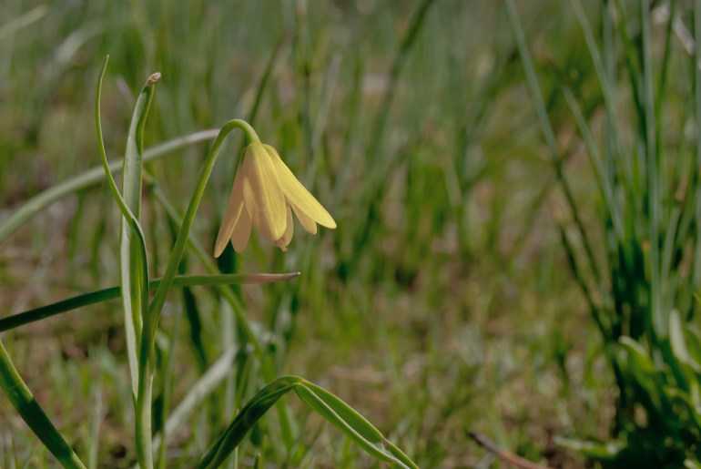2 Quote A Flower Daily - Yellow Grass Widow