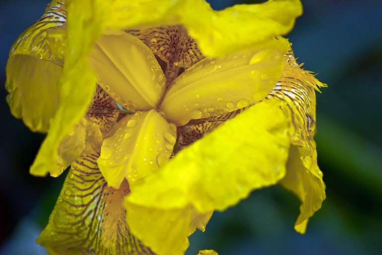 2 Quote A Flower Daily - Yellow Iris Macro