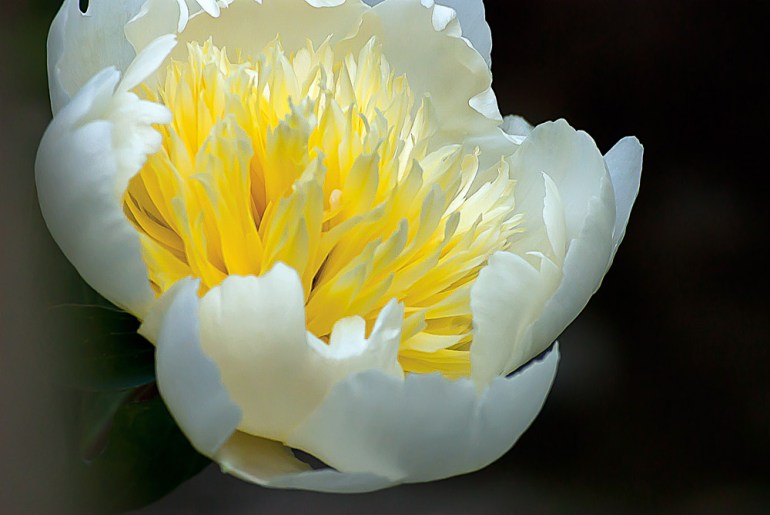 2 Quote A Flower Daily - Yellow Peony