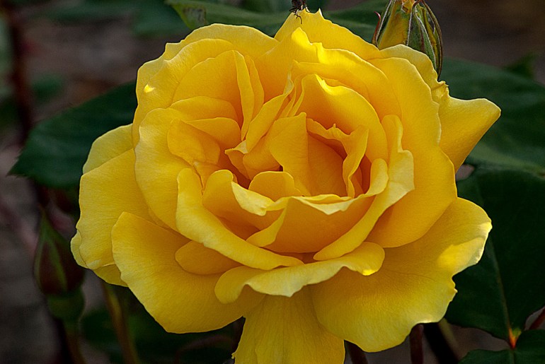 2 Quote A Flower Daily - Henry Fonda Yellow Rose