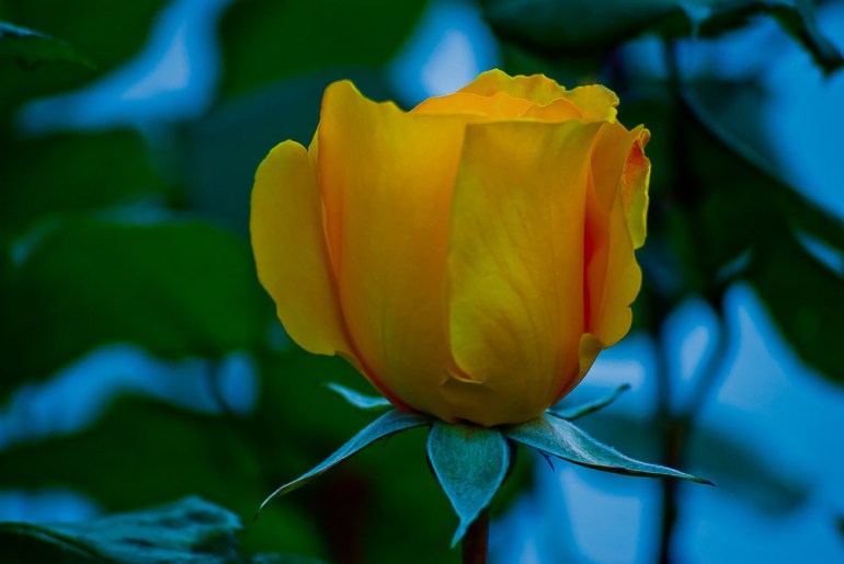 2 Quote A Flower Daily - Yellow Rose