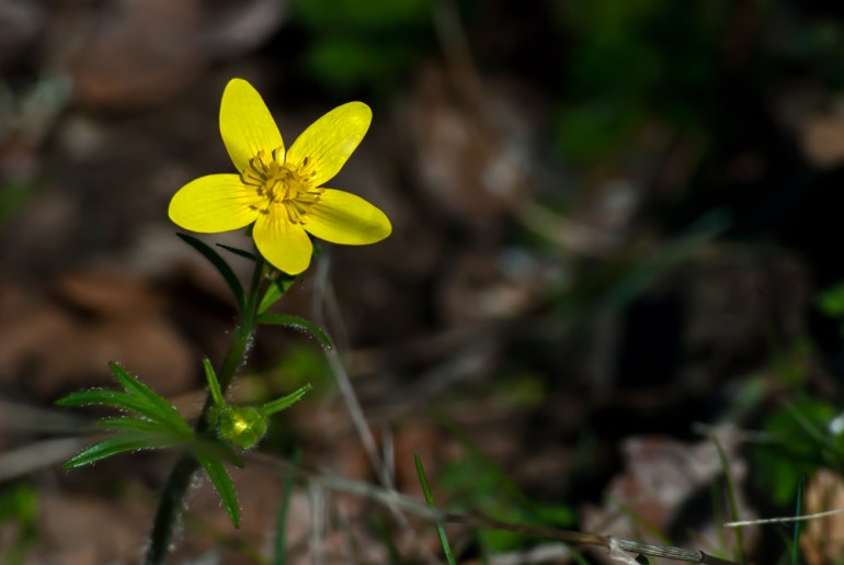 2 Quote A Flower Daily - Yellow 03
