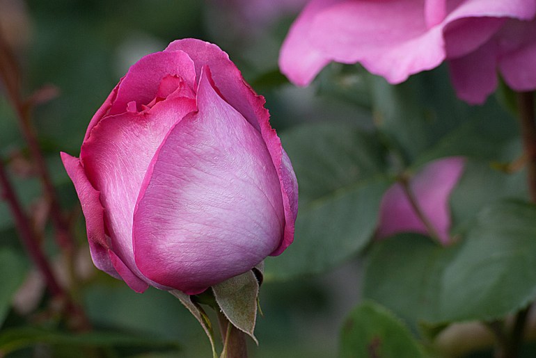 2 Quote A Flower Daily - Yves Piaget Pink Rose Bud