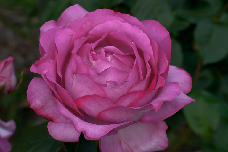 2 Quote A Flower Daily - Yves Piaget Pink Rose