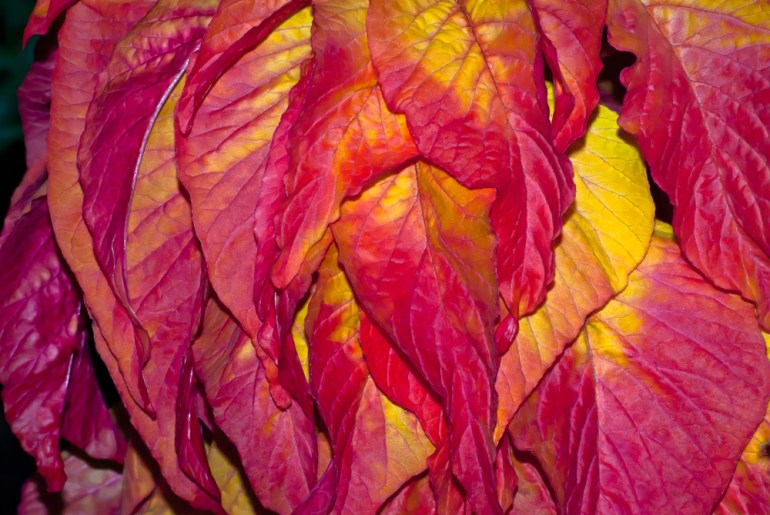 2 Quote A Flower Daily - Amaranth Illumination