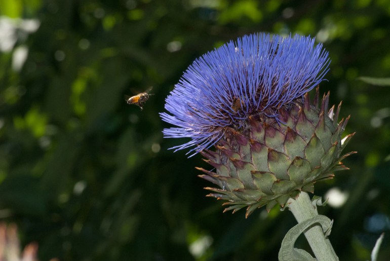 2 Quote A Flower - Bee Artichoke