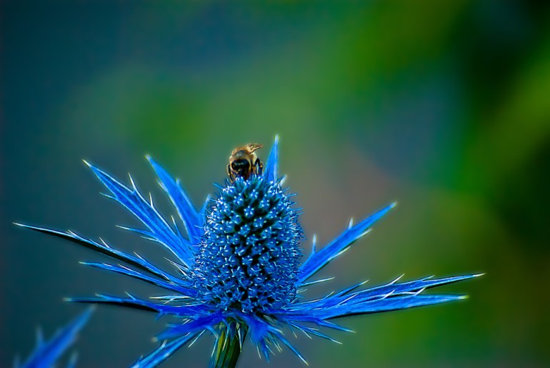 2 Quote A Flower Daily - Bee and Blue Thistle