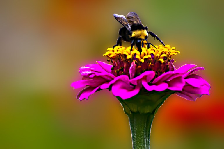 2 Quote A Flower Daily - Bee on Yellow Florets