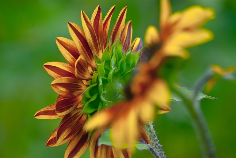 2 Quote A Flower Daily - Behind Full Sunflower
