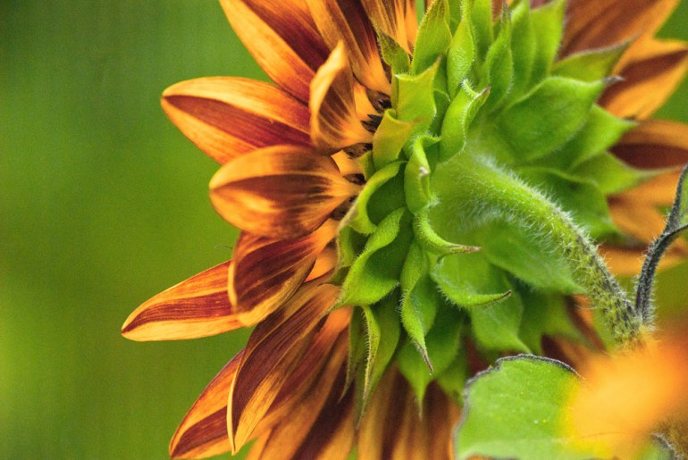 2 Quote A Flower Daily - Behind Sunflower Macro