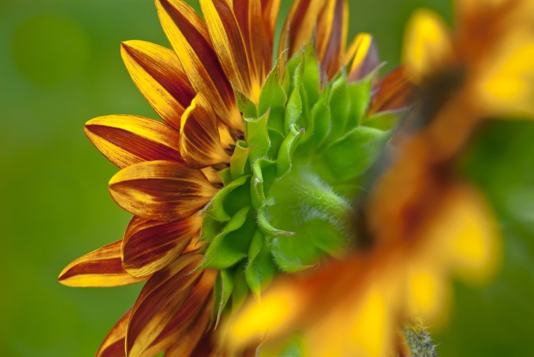 2 Quote A Flower Daily - Behind Sunflower