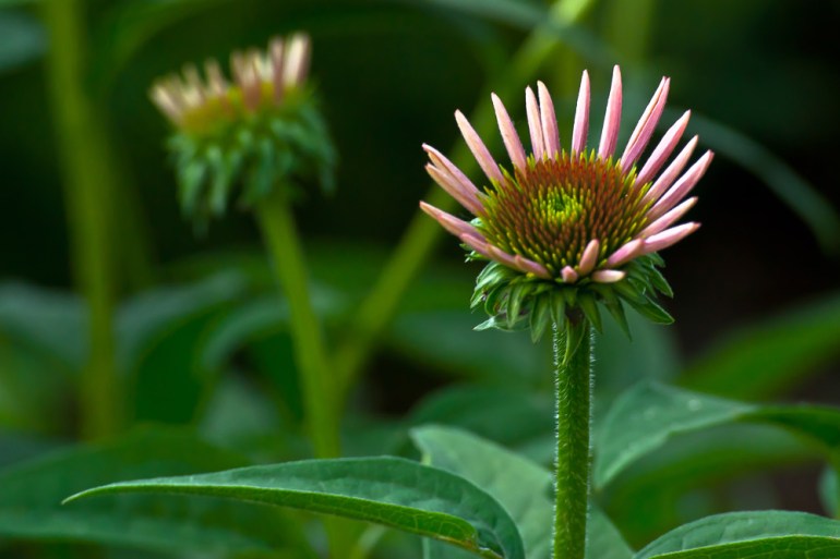 2 Quote A Flower Daily - Cone Flower Buds