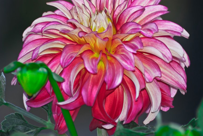 2 Quote A Flower Daily - Dahlia Flame