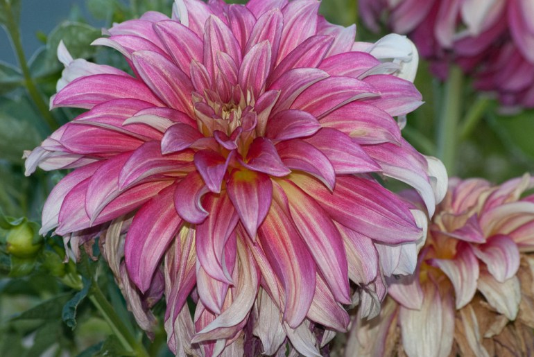 2 Quote A Flower Daily - Dahlia