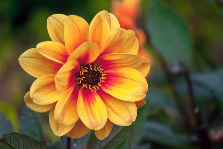 2 Quote A Flower Daily - Dreamy Eyes Dahlia 02