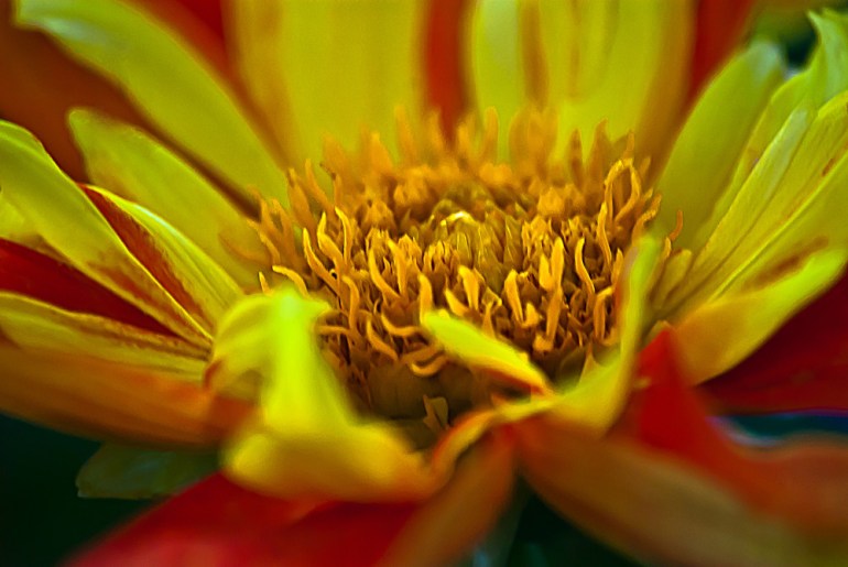 2 Quote A Flower Daily - Fire Dahlia Macro