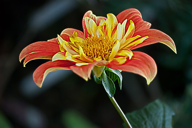 2 Quote A Flower Daily - Fire Dahlia